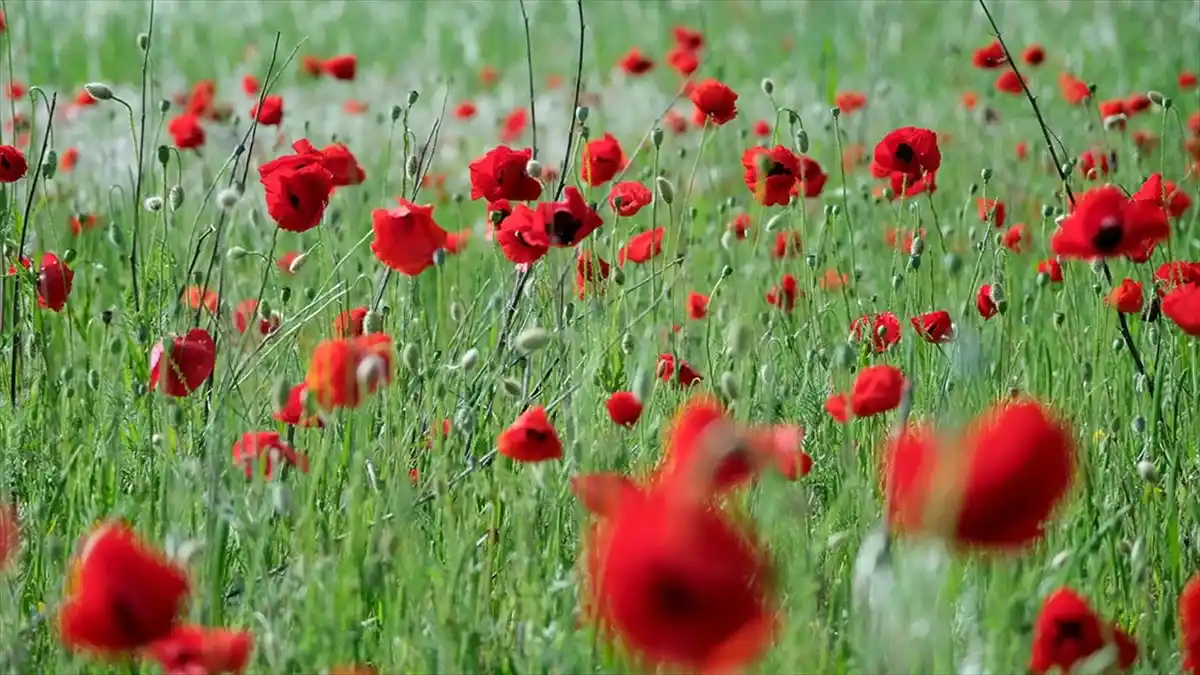 Kırklareli‘nde Karadeniz kıyılarına paralel