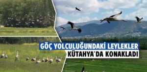 Kütahya’da leyleklerin yiyecek arayışı dronla görüntülendi