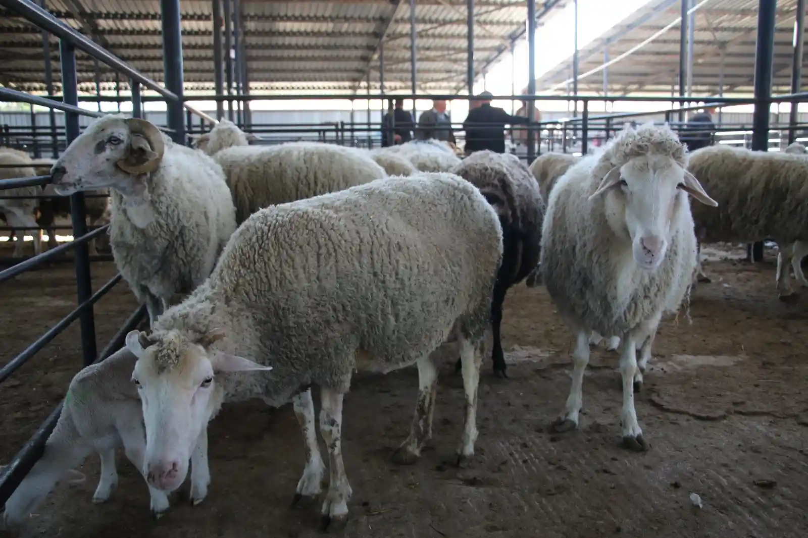 Kurban Bayramı’nın yaklaşmasıyla birlikte,