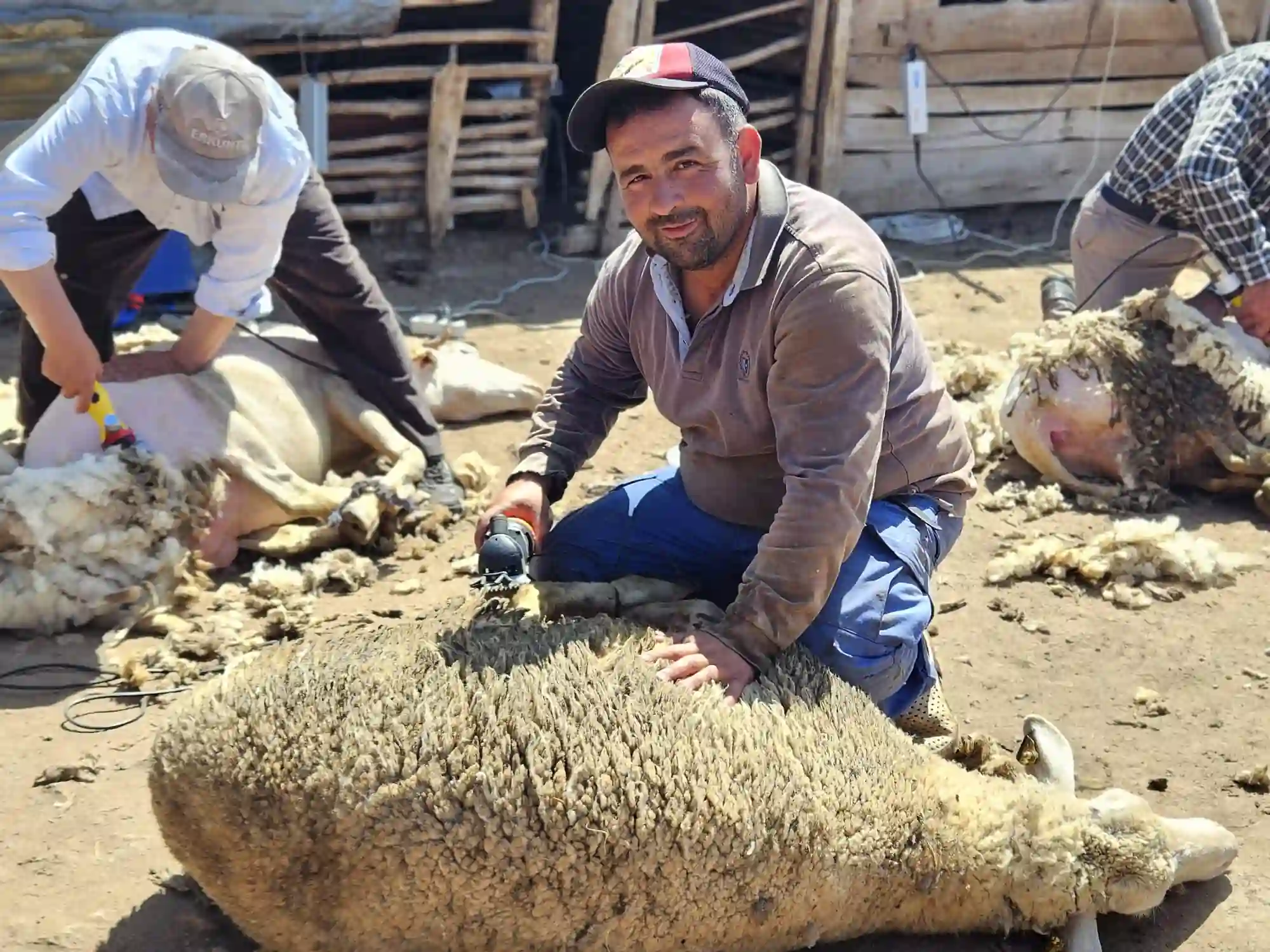 Manisalı besicilerin imece usulü "koyun kırkma" mesaisi sürüyor