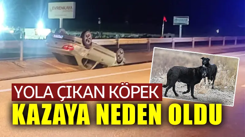 Afyonkarahisar-Kütahya yolunda köpek kazaya neden oldu