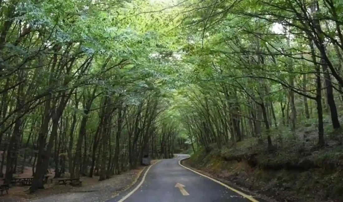 Bolu'da ormanlara girişler yasaklandı.