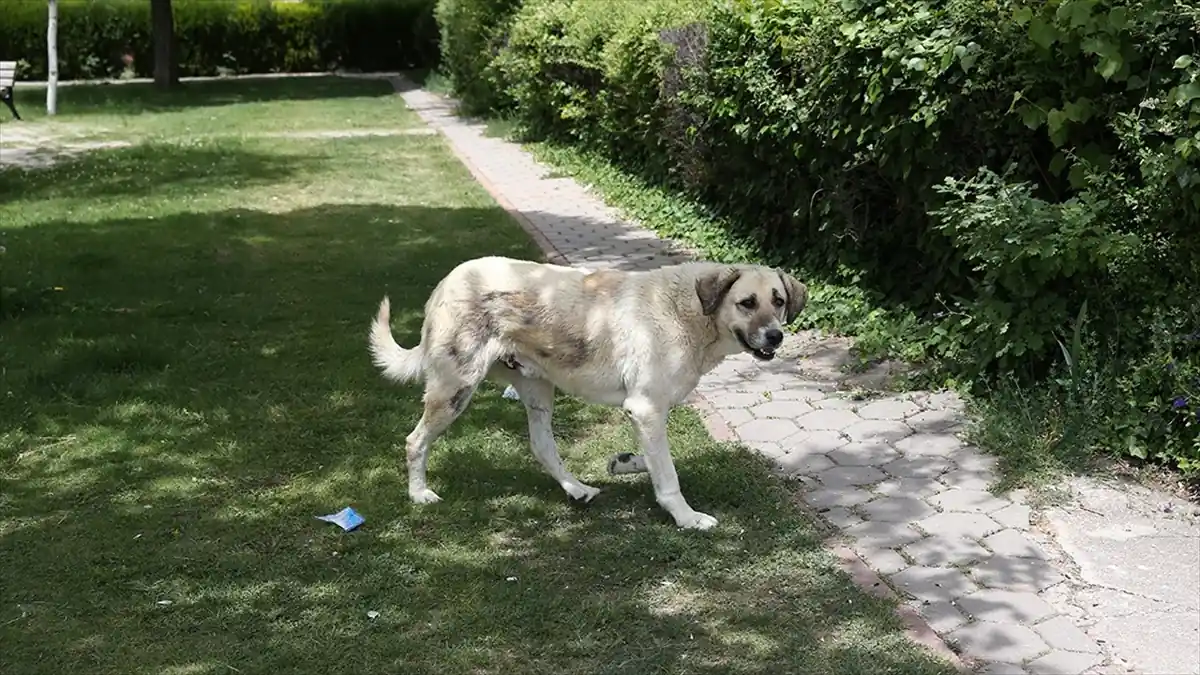 Güvenli sokak isteyenler sahipsiz köpeklere çözüm bekliyor