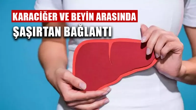 Karaciğer ve beyin arasındaki ilginç bağlantı