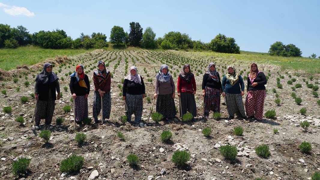 Kütahya da kadınlar güç birliği yapıp lavanta üretiyor