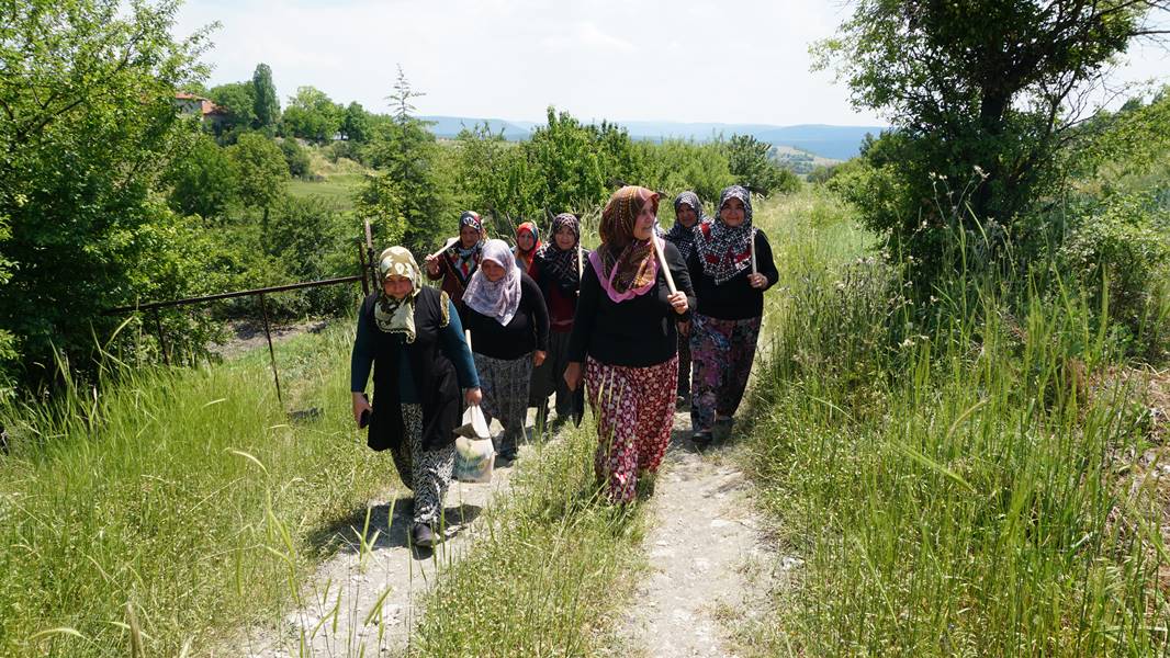 Kütahya da kadınlar güç birliği yapıp lavanta üretiyor