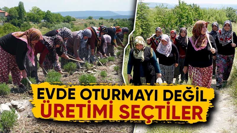 Kütahya’da kadınlar güç birliği yapıp lavanta üretiyor