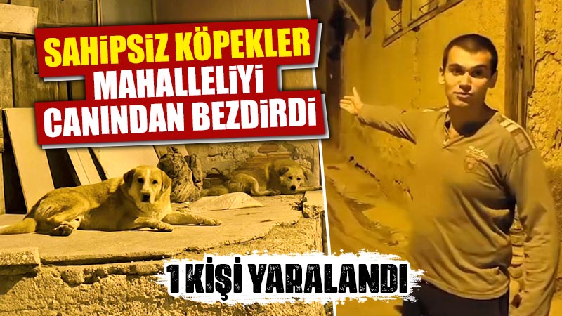 Kütahya’da sahipsiz köpeklerin saldırısına