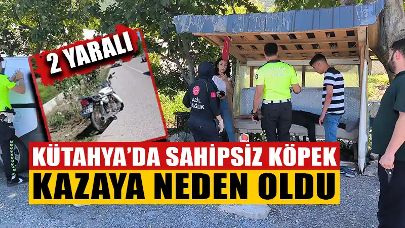 Kütahya'da, sahipsiz köpeğin neden