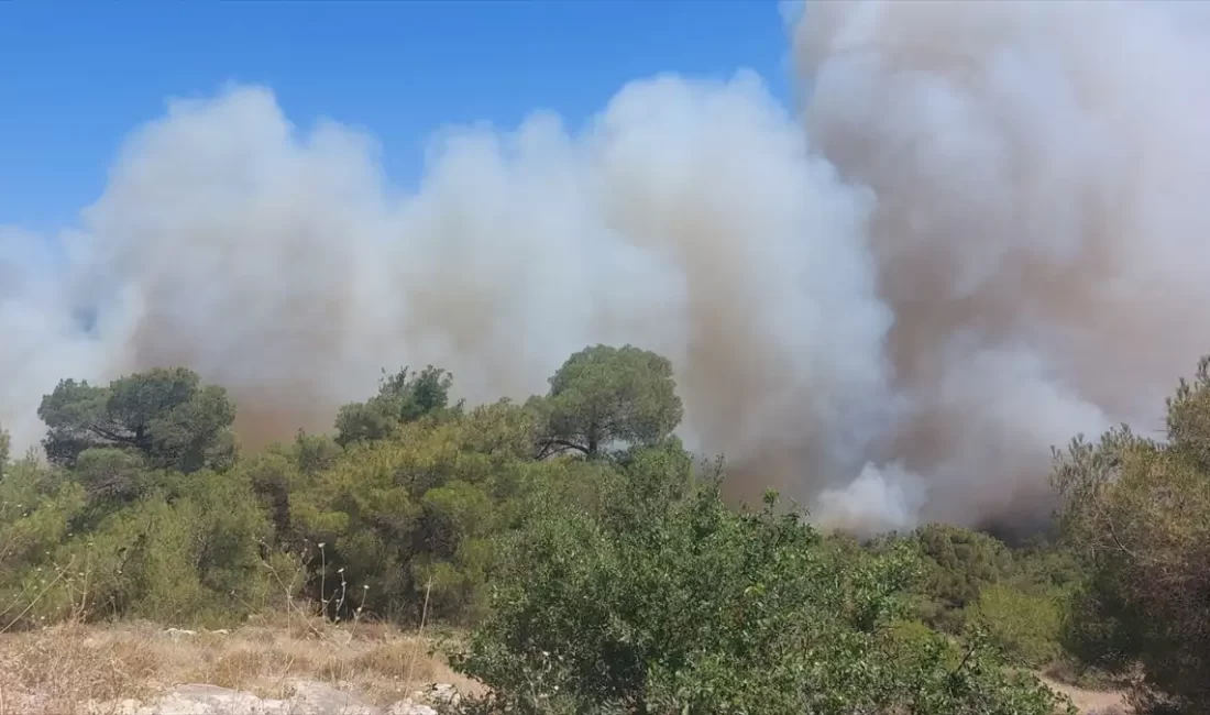 Manisa'nın Soma ilçesinde ormanlık