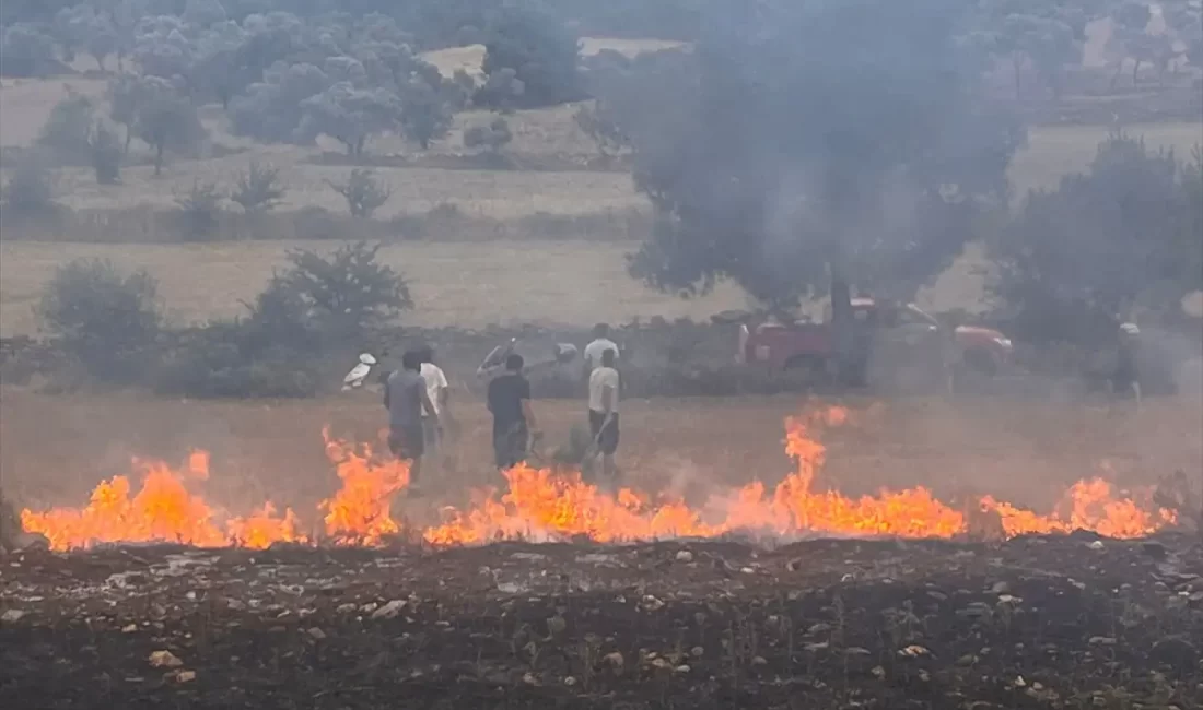 Muğla'nın Milas ilçesinde çıkan