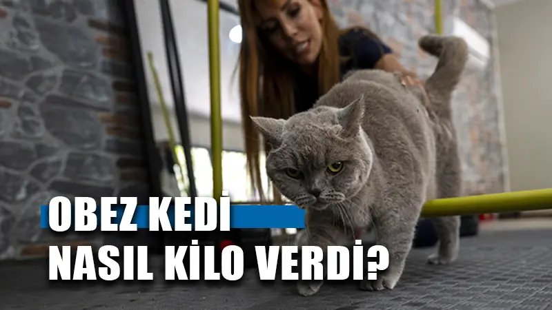 Obez Kedi Şiraz 6