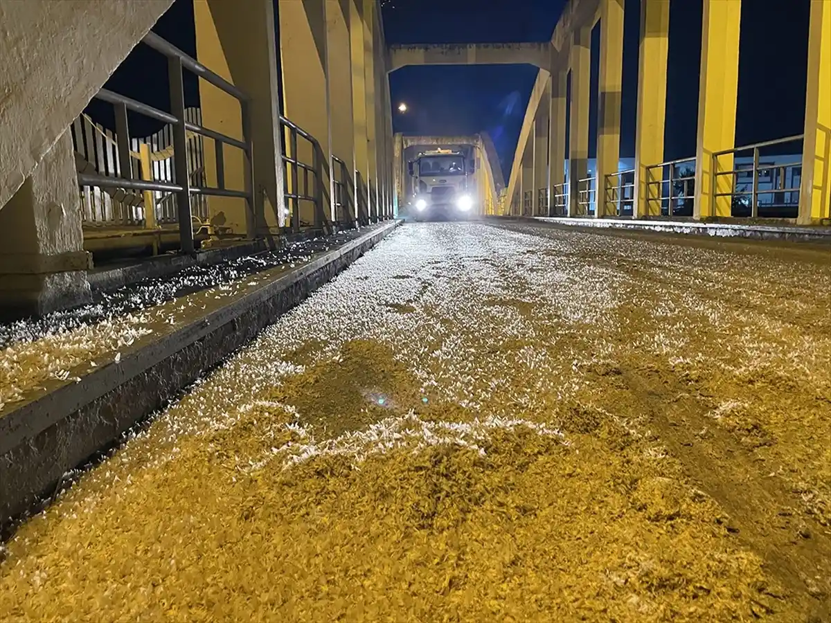 Sakarya’da Birgün Sineklerinin “Ölüm Uçuşu” Erken Başladı!