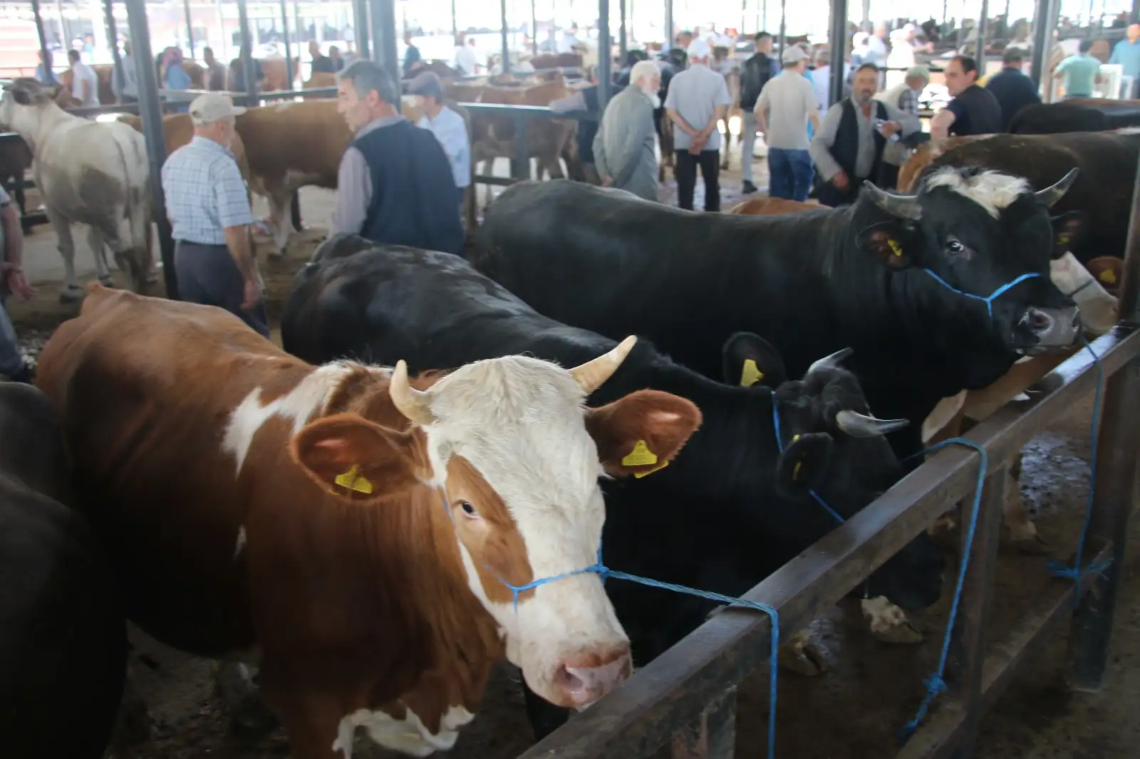 Kütahya’da kurbanlık fiyatlarında son durum 