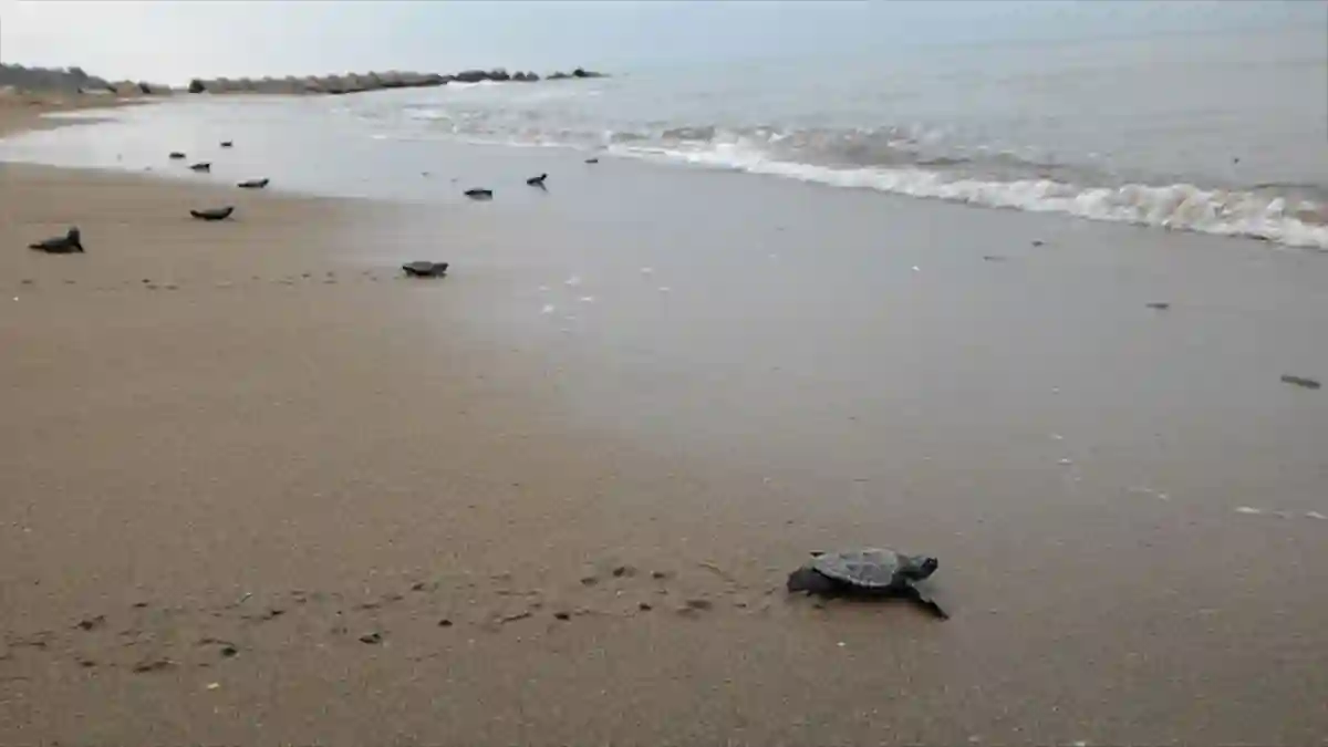 Kızılot Sahili’ndeki caretta caretta yuvası sayısı 1800’e ulaştı