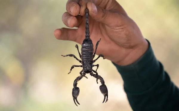 Akrep Sokması Belirtileri ve Tedavi Yöntemleri