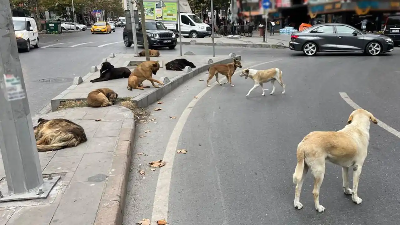 Başıboş sokak köpekleri düzenlemesi Meclis’te