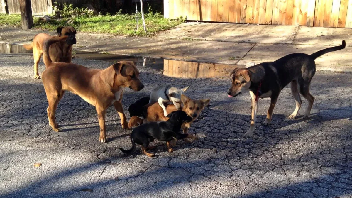 Başıboş sokak köpeklerine ilişkin düzenleme tamamlanıyor