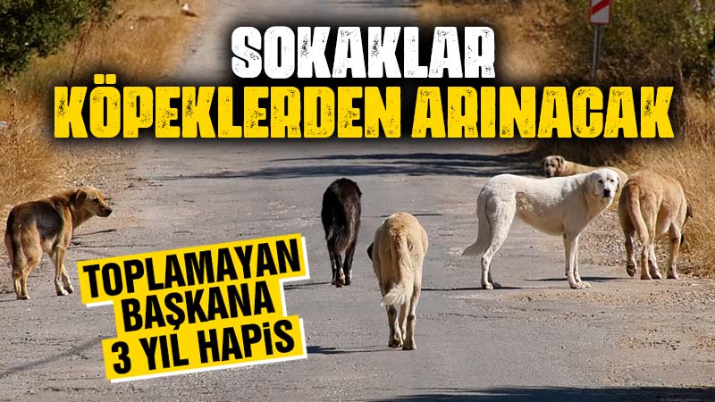 Başıboş sokak köpeklerine ilişkin düzenleme tamamlandı