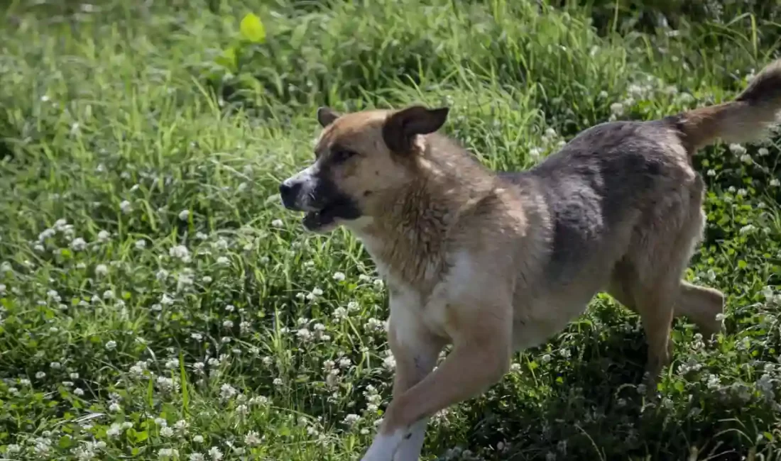 Bingöl'de başıboş köpeğin saldırdığı