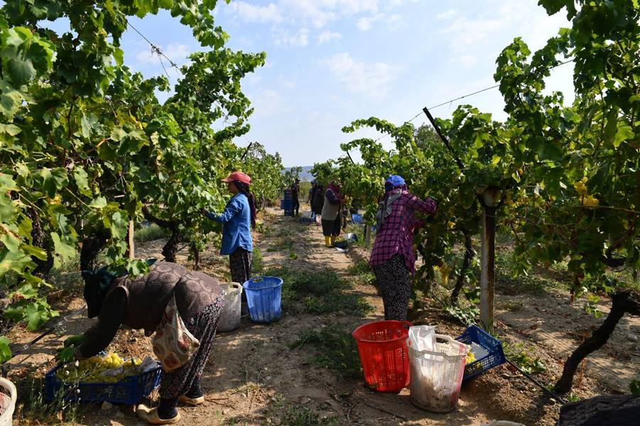 Denizli’de erkenci çeşit üzümün hasadı başladı