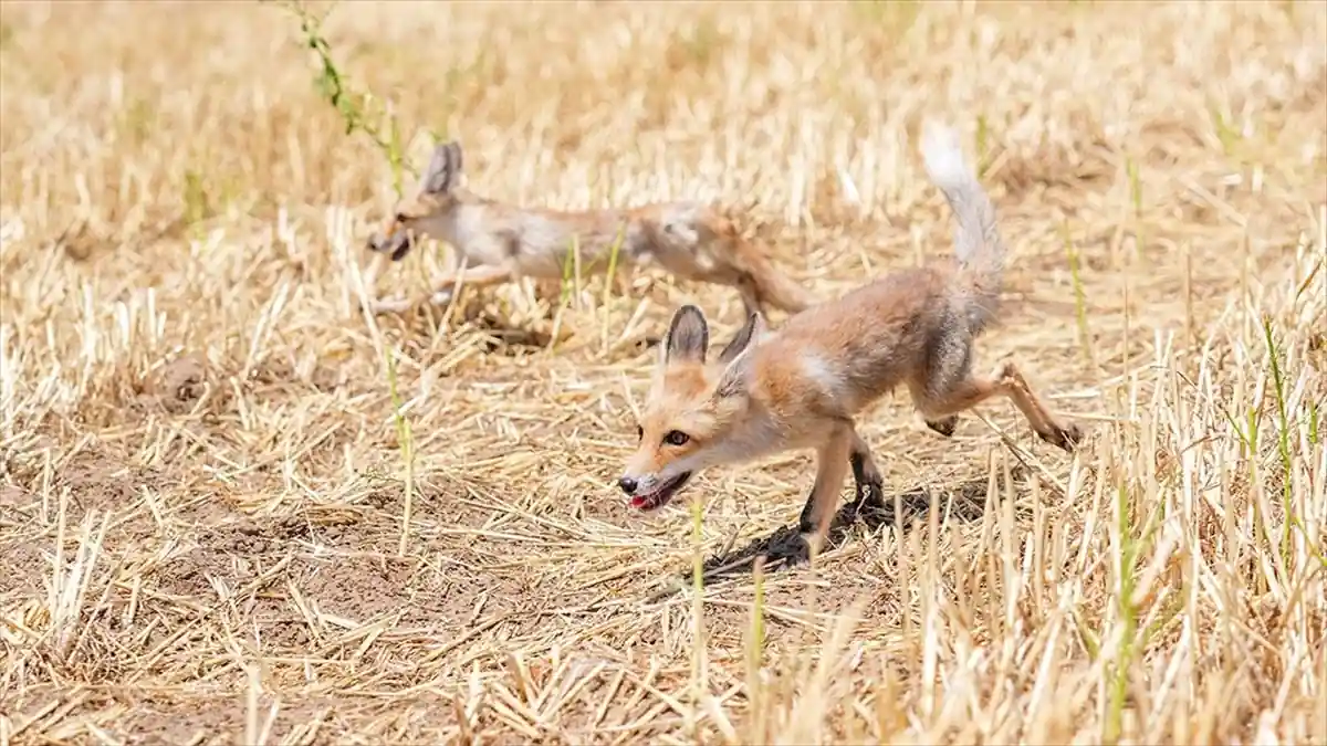 Kızıl tilki yavruları “Dicle” ve “Fırat” doğaya salındı