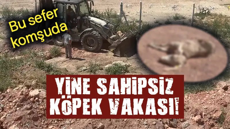 Komşuda sahipsiz köpekler 7 küçükbaş hayvanı telef etti