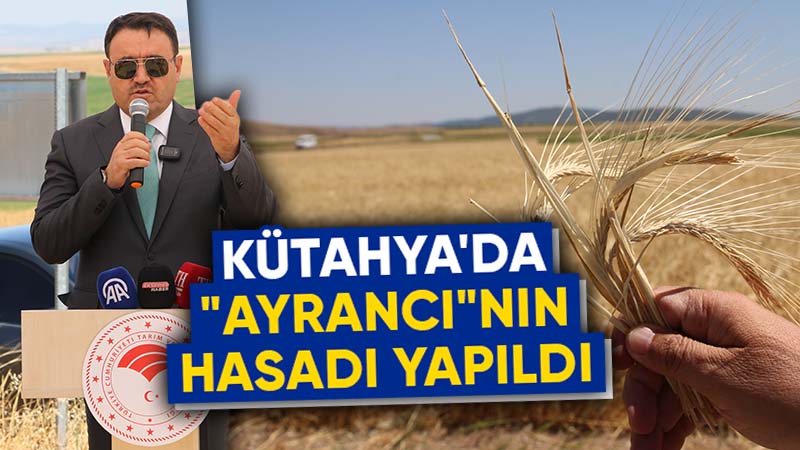 Kütahya'da, yerli arpa çeşitlerini