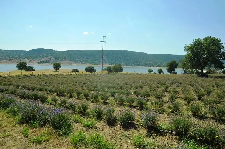 Kütahyalı çini sanatçısının lavanta bahçesinde hasat başladı