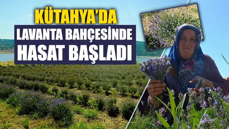 Kütahyalı çini sanatçısının lavanta bahçesinde hasat başladı