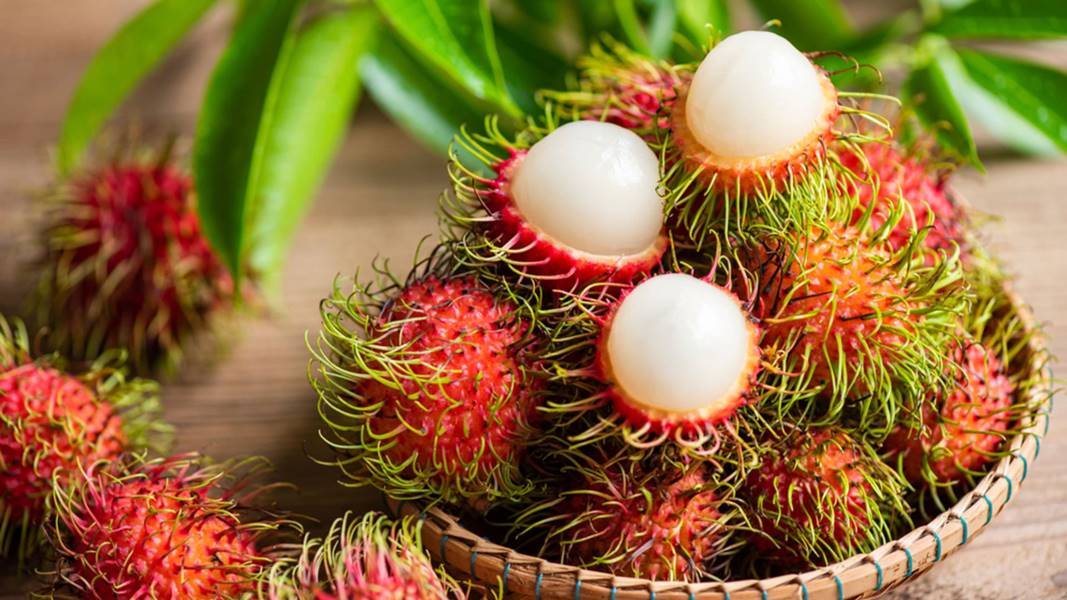 Rambutan meyvesi, esnek dikenler