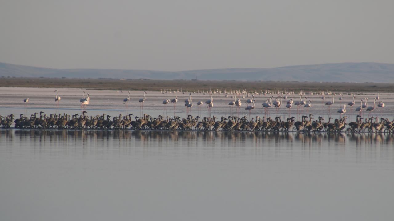 Tuz Gölü’nde bu yıl 4 bin 300 Flamingo dünyaya geldi