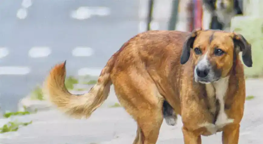 Sıcak havalar köpeklerin daha saldırgan olmasına yol açabiliyor