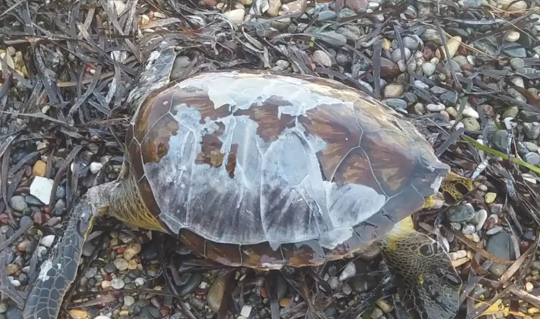 Muğla'nın Datça ilçesi sahilinde