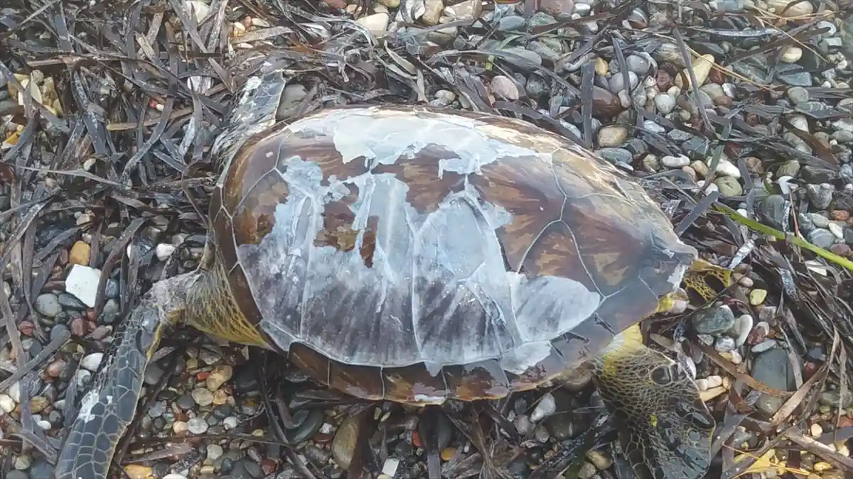 Datça’da Sahilde Ölü Caretta Caretta Bulundu