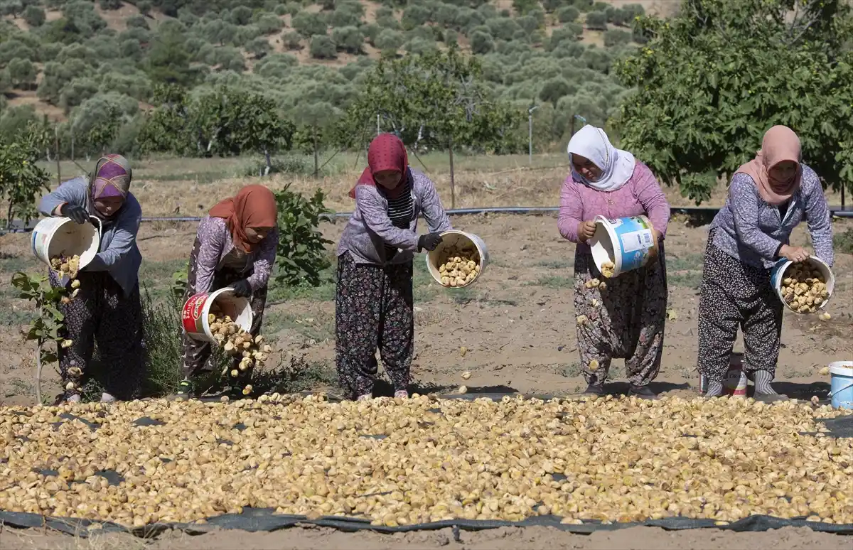 Aşiri sicaklar kuru incirde hasadi öne çekti