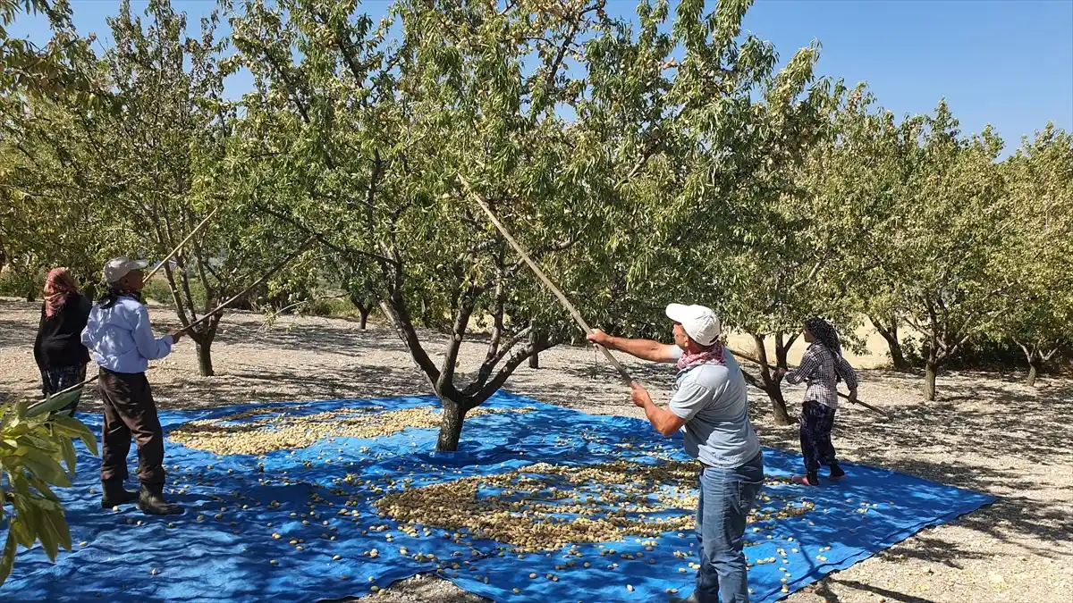 Demirci’de Badem Hasadı Başladı: 550 Ton Rekolte Bekleniyor