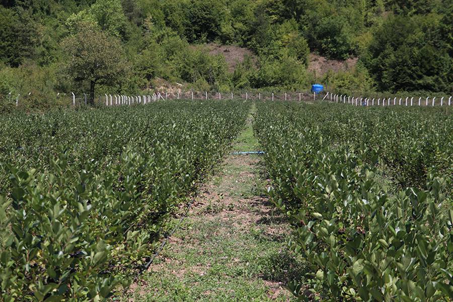 Girişimci iş insanı, çiftçileri aronya yetiştiriciliğine yöneltti