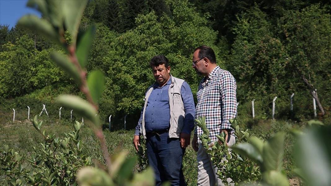 Girişimci iş insanı, çiftçileri aronya yetiştiriciliğine yöneltti