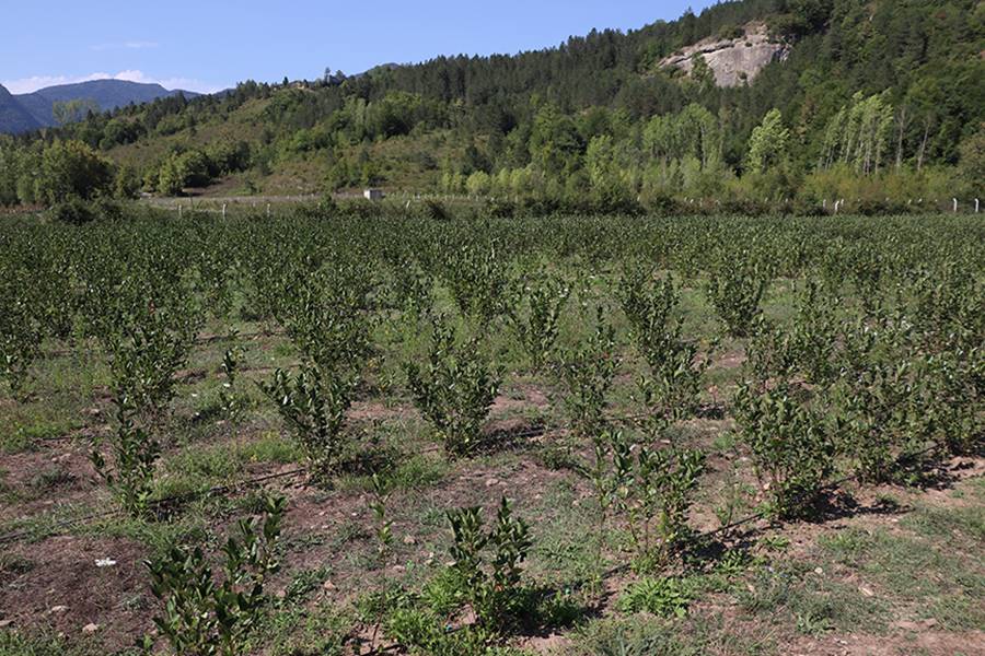 Girişimci iş insanı, çiftçileri aronya yetiştiriciliğine yöneltti