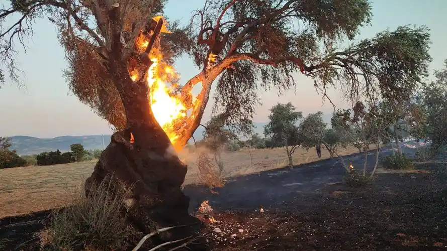 İzmir'de yangın: 18 dönümlük