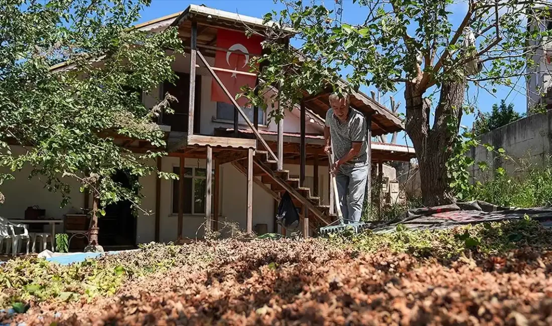 İstanbul'un Beykoz ilçesindeki fındık