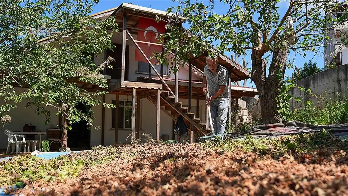 Karadeniz Fındık Telaşı İstanbul’a Taşındı