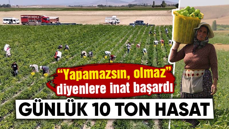 Kütahya’da alternatif ürün olarak ektiler, 10 ton verim aldılar