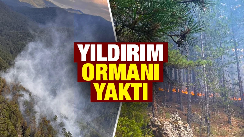 Kütahya’nın Simav ilçesinde ormanlık