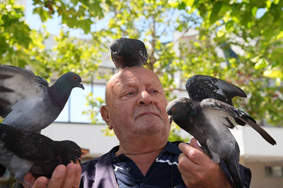 Necmi dedenin köyden şehre güvercin besleme mesaisi