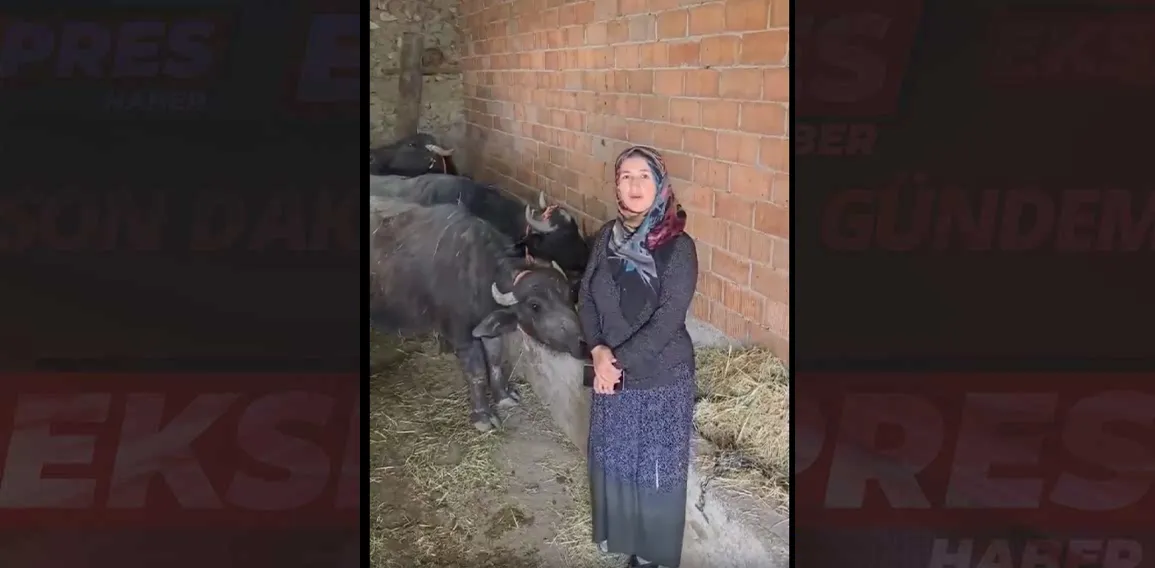 Kütahya’da manda yetiştiriciliğinde örnek köy projesi 