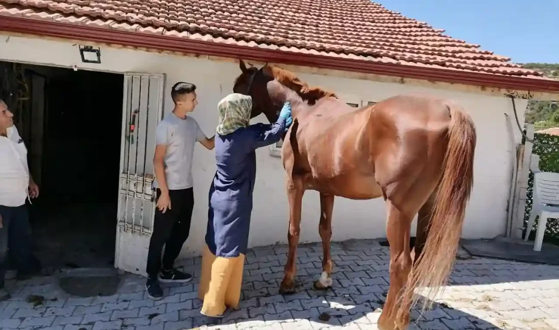 Kütahya’nın Tavşanlı ilçesinde veteriner