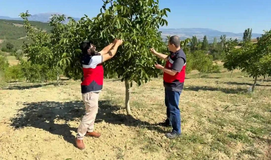 Kütahya’nın Gediz ve Tavşanlı