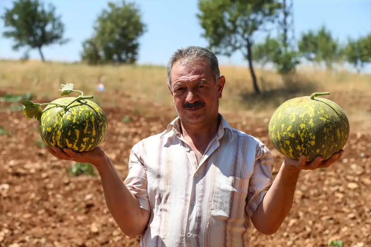 Uşak’ta ata tohumlarından üretildi, şimdi hasat zamanı